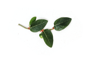 Leaves